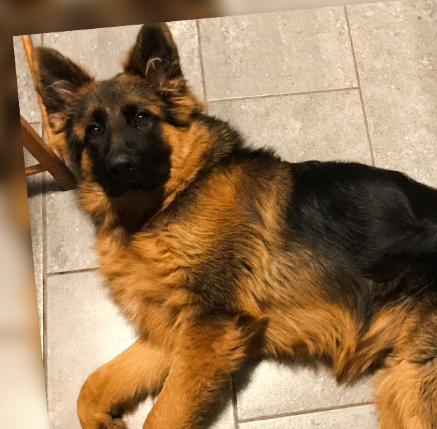 DoveCreation UK company mascot Alfred the German Shepherd